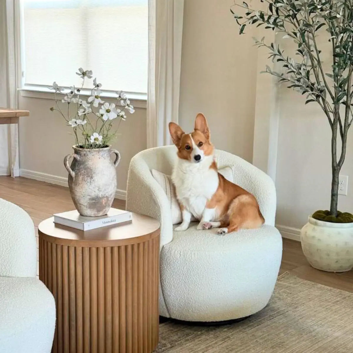 Bella Modern White Boucle Swivel Chair in cozy living room, wood table, light walls, cute Corgi.